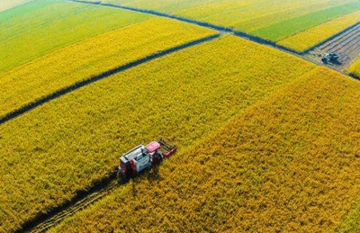 不一樣的農改概念 A股燒腦狂飆，H股冷靜蓄勢，谷物銷售新格局