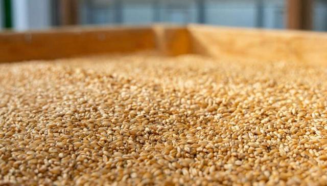 阿根廷谷物出口稅僅三天后恢復，70億美元銷售上限達標引發市場關注