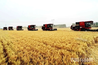 東方紅小麥?zhǔn)崭顧C(jī)問鼎農(nóng)業(yè)農(nóng)村部質(zhì)量調(diào)查榜首，引領(lǐng)谷物收獲新篇章