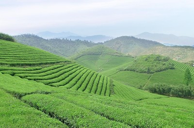 茶葉新國標取消稀土限量，為福建茶產業注入新活力